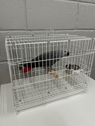 Parrot supplies travel cage - supplies,