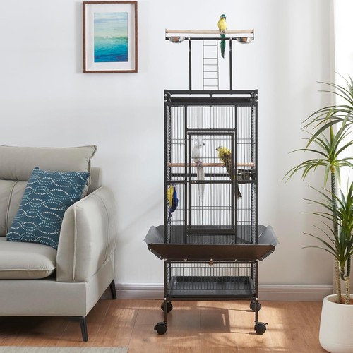 African grey bird cage - bird,