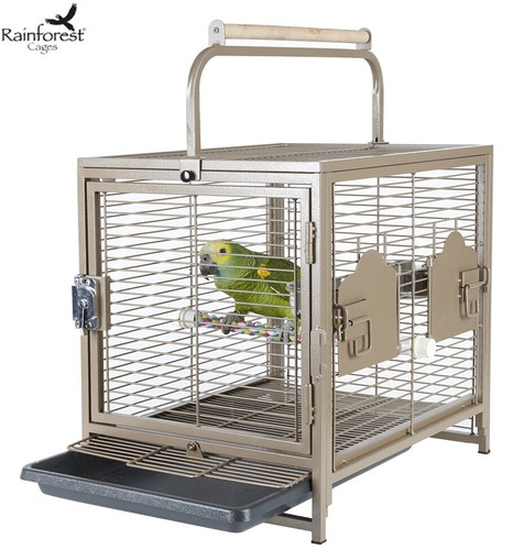 Rainforest travellor parrot - rainforest,