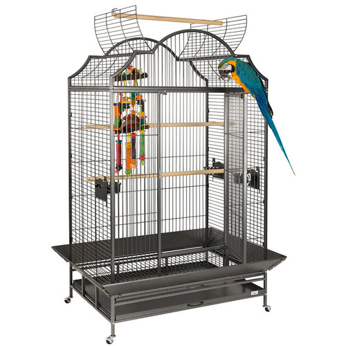Extra large parrot - large,
