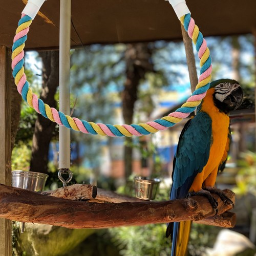 Cotton rope parrot stand - cotton, toy