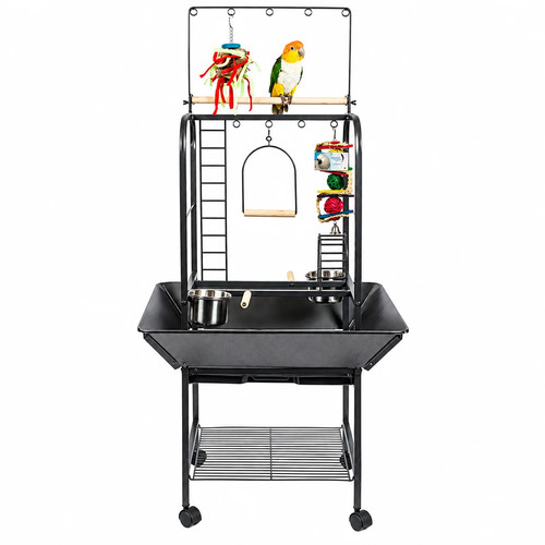 Forest jungle parrot - forest,