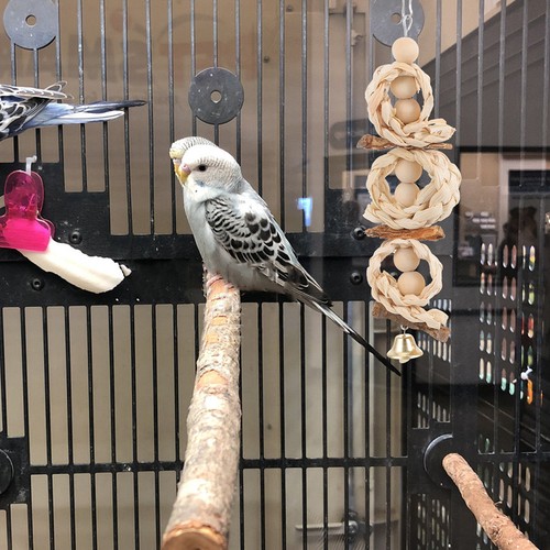 3pcs corn husk parrot - parrot, chewing