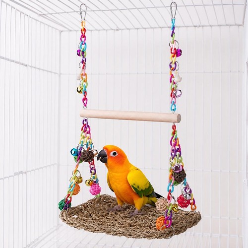 Parrot swing african - parrot, grey