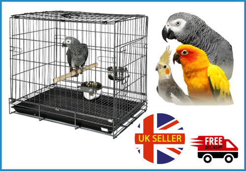 African grey bird - bird, /