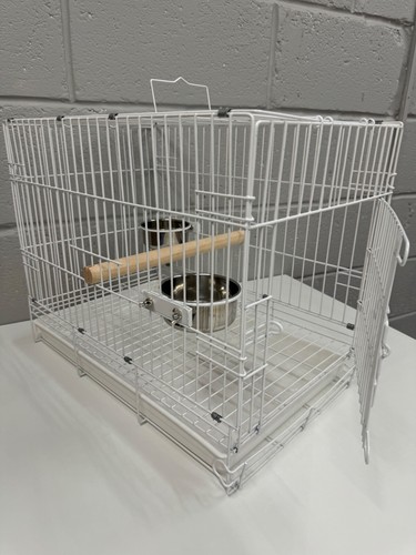 African grey bird parrot - grey,