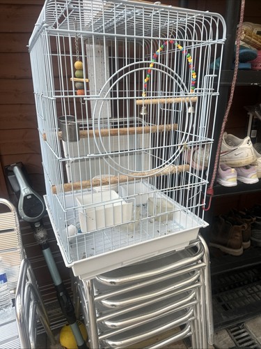 African grey parrot - african, cage